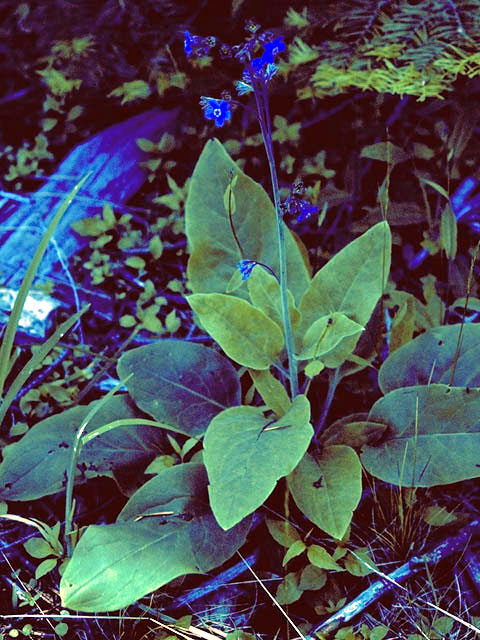 Cynoglossum grande (Pacific hound's tongue) #3279