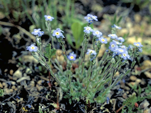 Eritrichium nanum var. elongatum (Arctic alpine forget-me-not) #3295