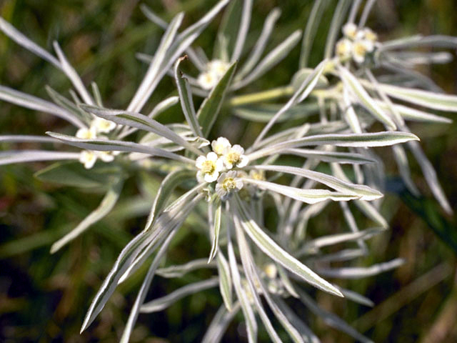 Euphorbia bicolor (Snow on the prairie) #3358