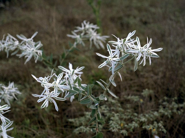 Euphorbia bicolor (Snow on the prairie) #3360