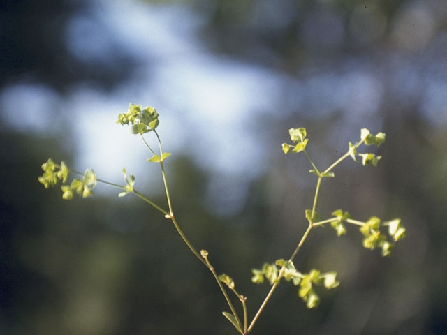 Euphorbia tetrapora (Weak spurge) #3393