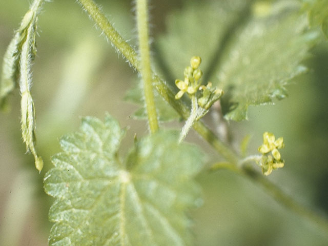 Tragia betonicifolia (Betonyleaf noseburn) #3409