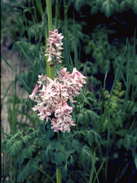 Corydalis caseana (Sierra fumewort) #3472