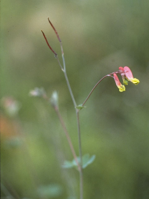 Corydalis sempervirens (Rock harlequin) #3482