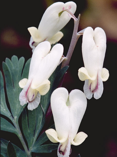 Dicentra canadensis (Squirrel corn) #3488