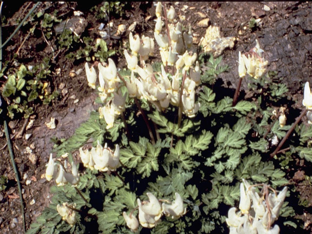 Dicentra cucullaria (Dutchman's breeches) #3491