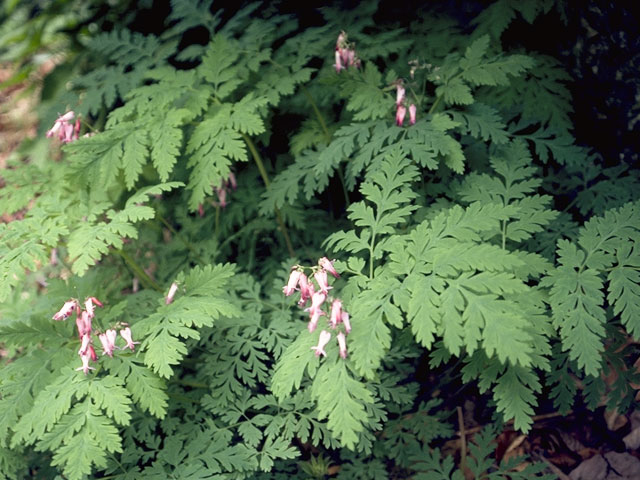 Dicentra eximia (Turkey corn) #3497