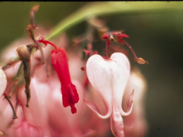 Dicentra eximia (Turkey corn) #3499