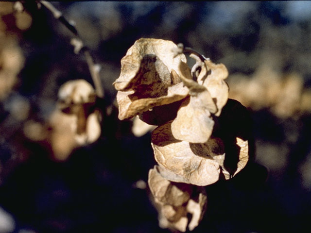 Atriplex canescens (Chamiso) #3505