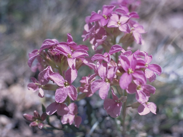 Erysimum capitatum var. purshii (Pursh's wallflower) #3584