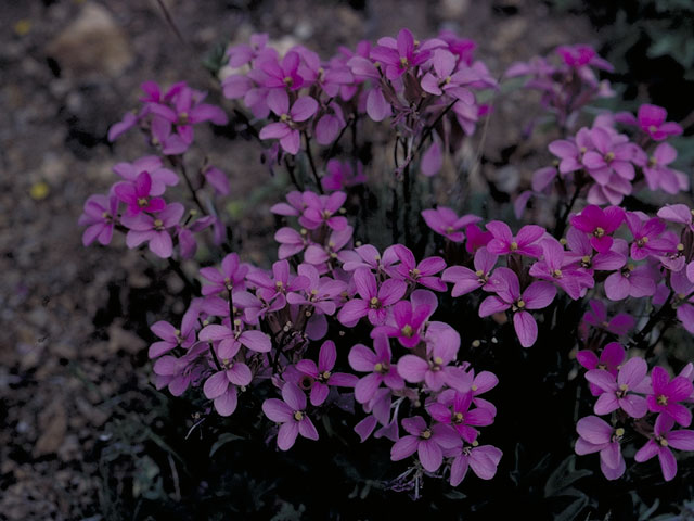 Erysimum capitatum var. purshii (Pursh's wallflower) #3585