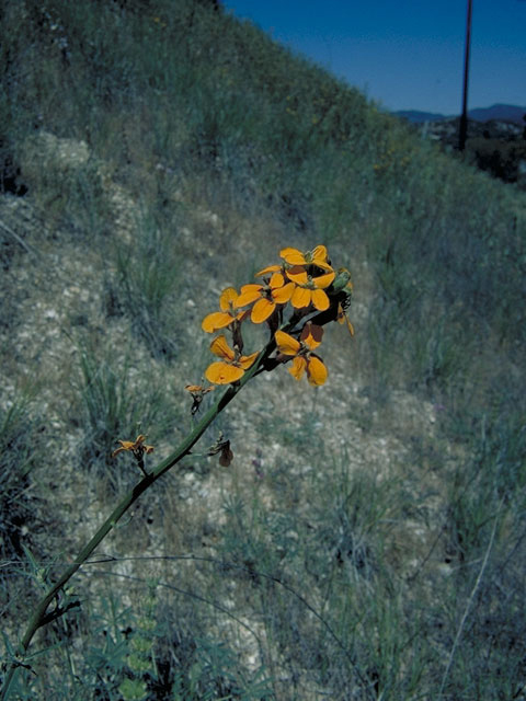 Erysimum capitatum (Sand-dune wallflower) #3593