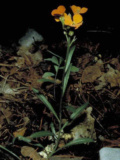 Erysimum capitatum (Sand-dune wallflower) #3594