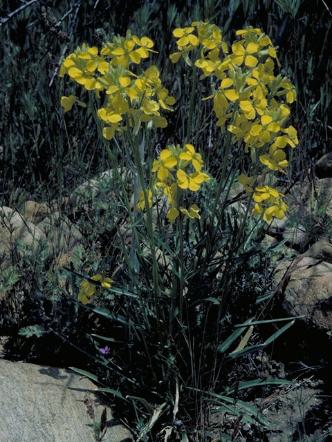 Erysimum capitatum var. purshii (Pursh's wallflower) #3599