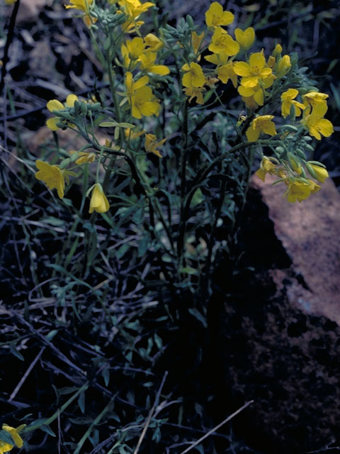 Erysimum capitatum var. purshii (Pursh's wallflower) #3600