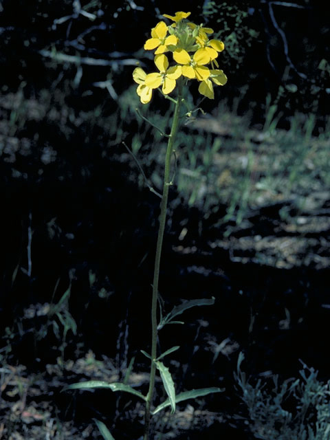 Erysimum inconspicuum (Shy wallflower) #3602