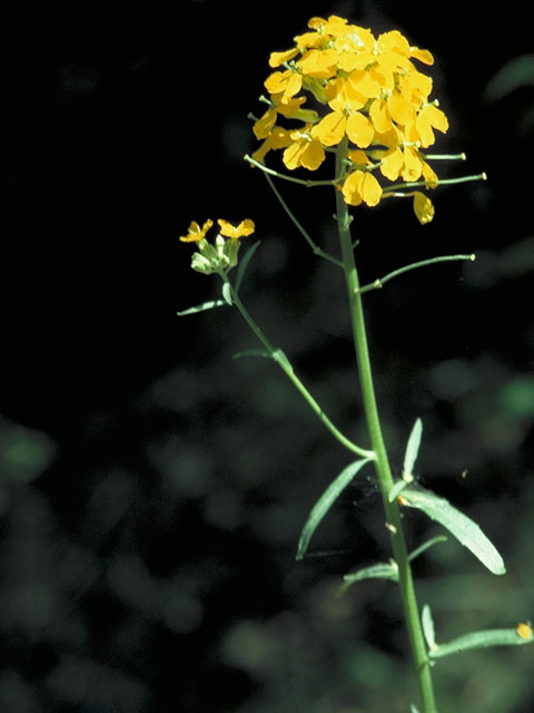 Erysimum capitatum var. perenne (Sanddune wallflower) #3605