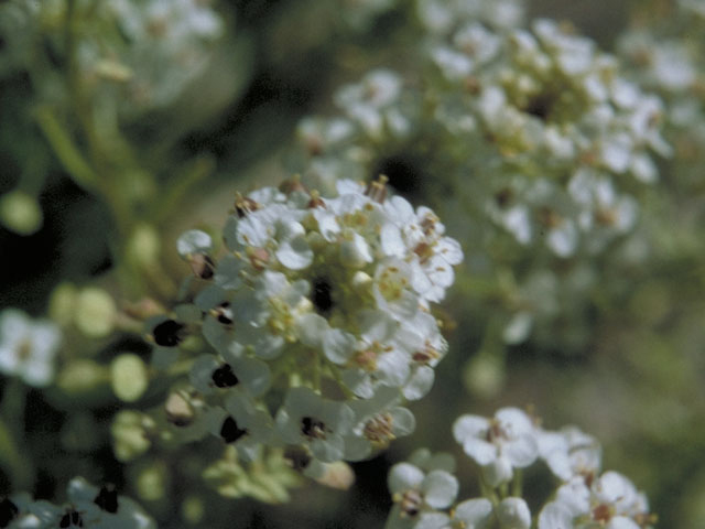 Lepidium montanum (Mountain peppergrass) #3618