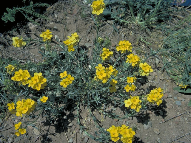 Lesquerella gordonii (Gordon's bladderpod) #3643