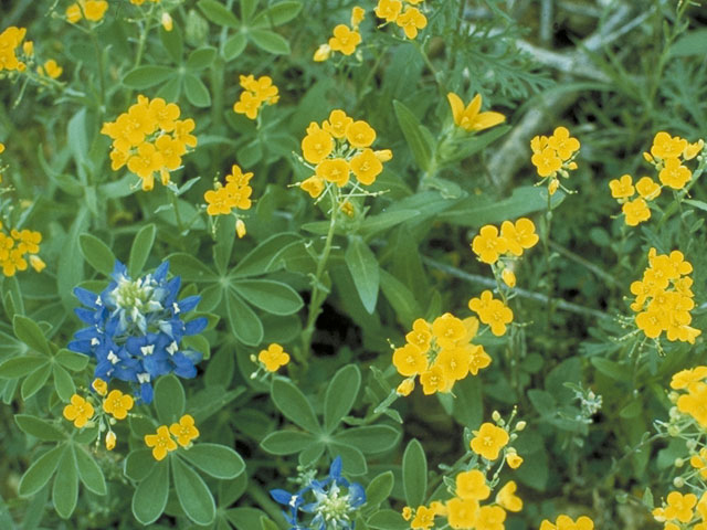 Lesquerella gracilis (Spreading bladderpod) #3646