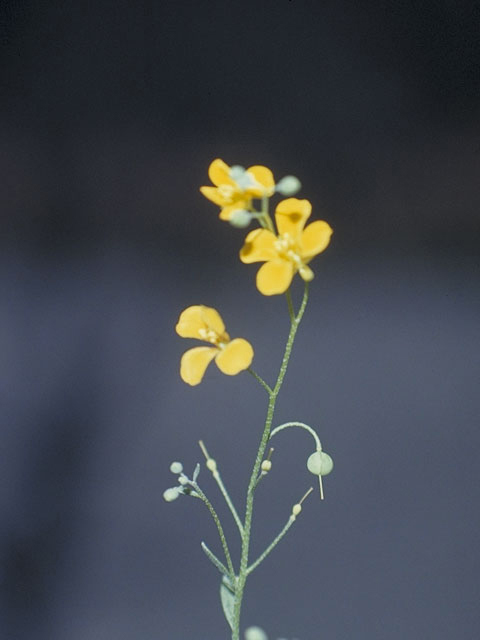 Lesquerella recurvata (Gaslight bladderpod) #3658