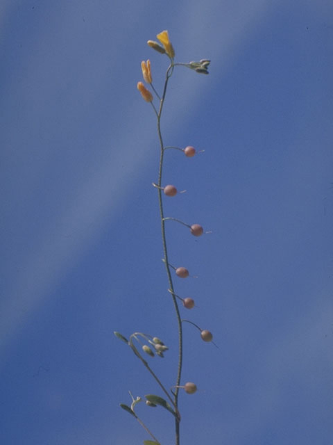 Lesquerella recurvata (Gaslight bladderpod) #3659