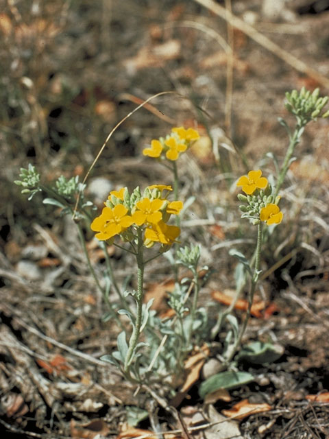 Lesquerella valida (Strong bladderpod) #3663