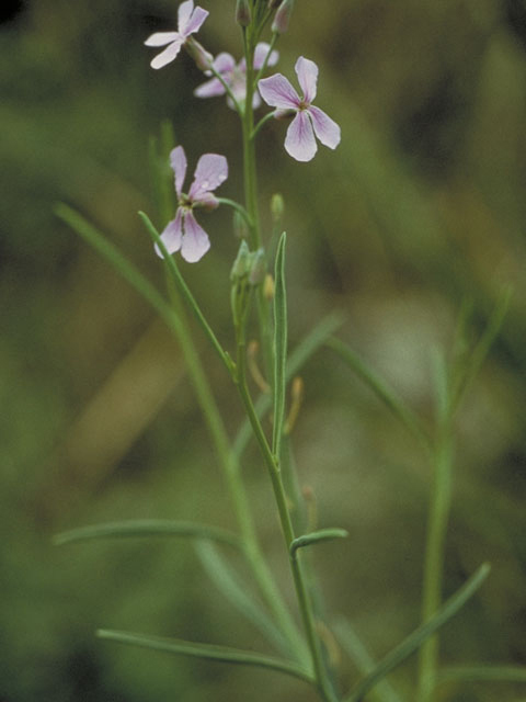 Schoenocrambe linearifolia (Slimleaf plainsmustard) #3675