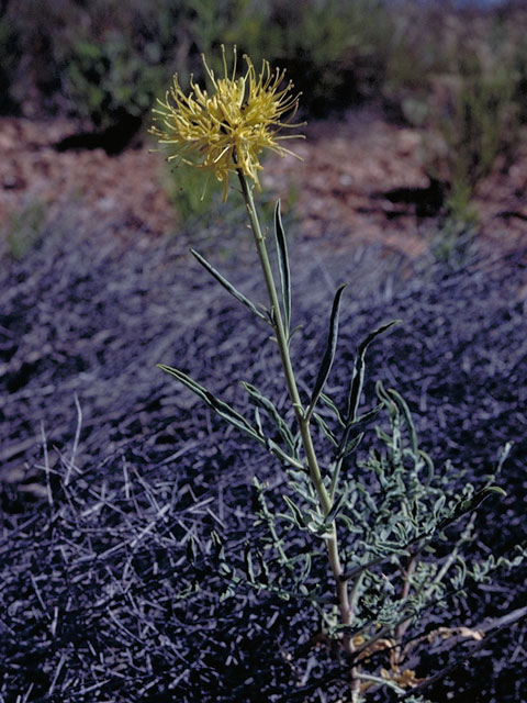 Stanleya albescens (White princes' plume) #3678