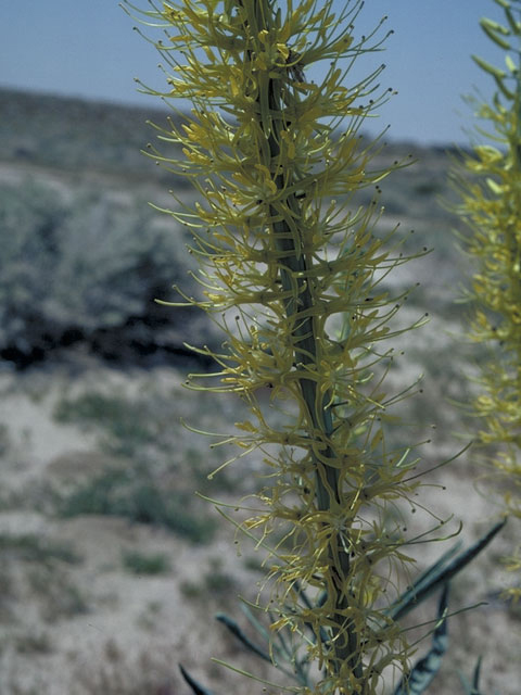 Stanleya pinnata (Desert princes' plume) #3679