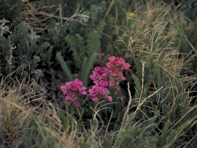 Noccaea fendleri ssp. glauca (Alpine pennycress) #3701