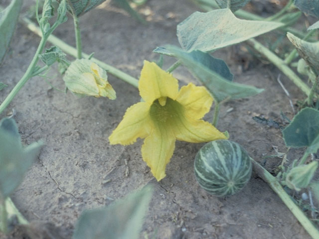 Cucurbita foetidissima (Stinking gourd) #3704