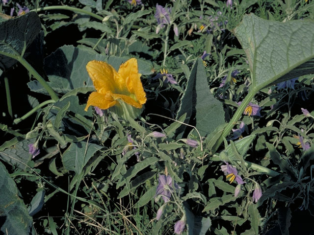 Cucurbita foetidissima (Stinking gourd) #3707