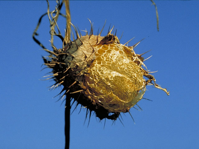 Echinocystis lobata (Wild cucumber) #3709