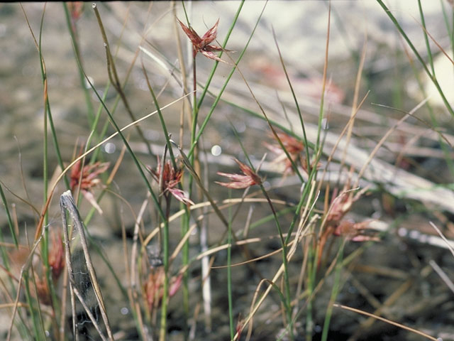 Cyperus onerosus (Plains flatsedge) #3735