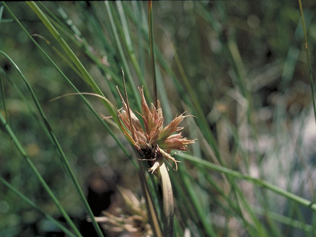 Cyperus onerosus (Plains flatsedge) #3736