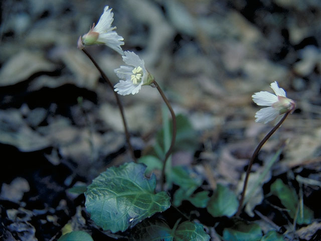 Shortia galacifolia (Oconee bells) #3754