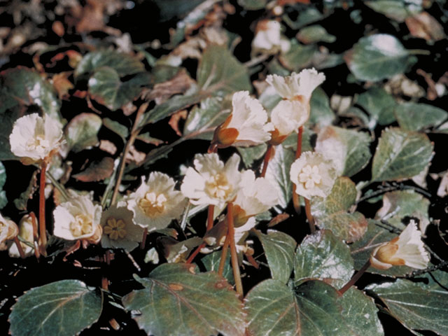 Shortia galacifolia (Oconee bells) #3755