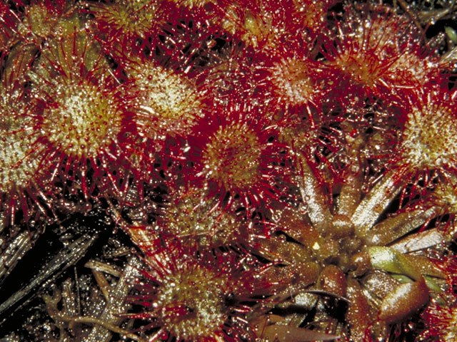 Drosera capillaris (Pink sundew) #3786