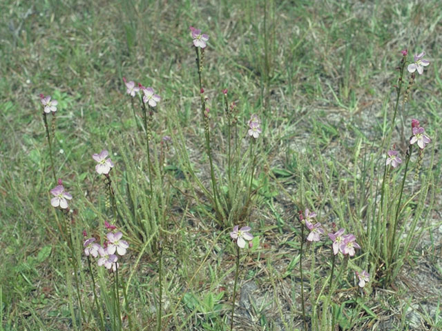 Drosera filiformis (Threadleaf sundew) #3787