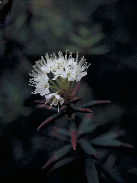 Ledum palustre (Marsh labrador tea) #3813