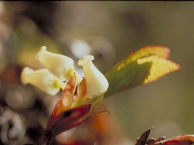 Arctostaphylos rubra (Red fruit bearberry) #3829