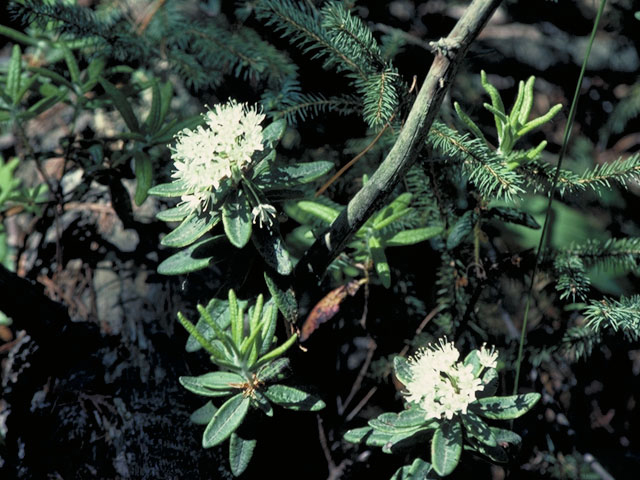 Ledum glandulosum (Western labrador tea) #3876