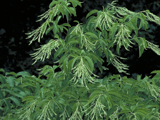 Oxydendrum arboreum (Sourwood) #3894