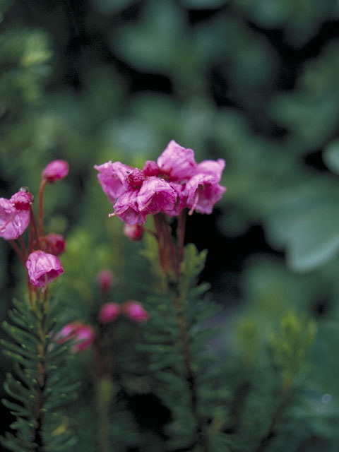 Phyllodoce empetriformis (Pink mountain heath) #3906