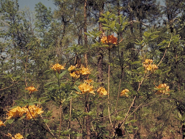 Rhododendron calendulaceum (Flame azalea) #3919