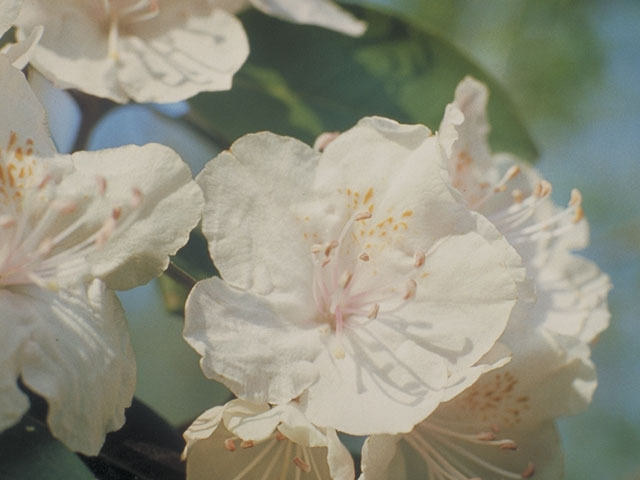 Rhododendron minus (Piedmont rhododendron) #3938