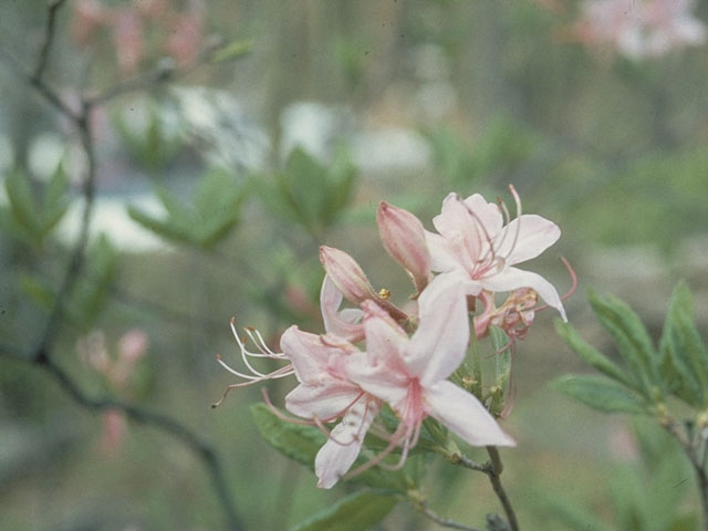 Rhododendron prinophyllum (Early azalea) #3947