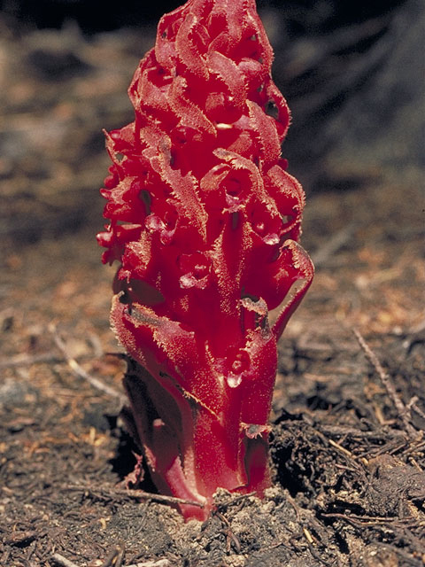 Sarcodes sanguinea (Snowplant) #3956