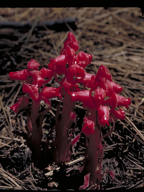 Sarcodes sanguinea (Snowplant) #3957